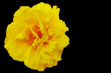 Fototapeta na wymiar yellow flower.