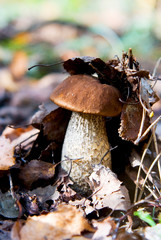 Autumn mushroom podberezovik with a dark hat hid under the leaves.