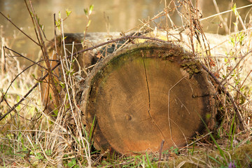 trunk felled tree