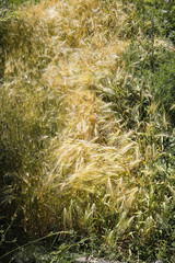 Golden wheat field