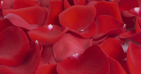 red rose petals background , 4k closeup photo
