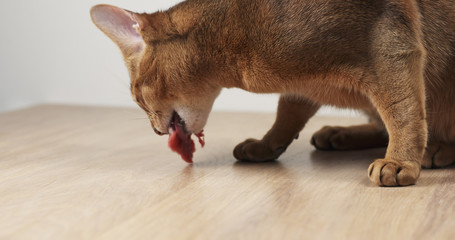 Obraz premium abyssinian cat eating meat on table, 4k photo