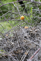 Fallen apricots above the dry branches