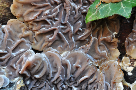 Auricularia auricula-judae, delicious Judas Ear mushrooms grows on woods