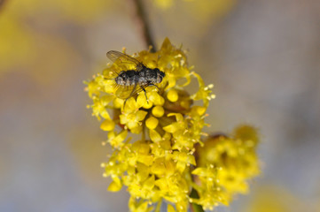 Big fly on yellow flowers in spring. You can find fly on flowers.