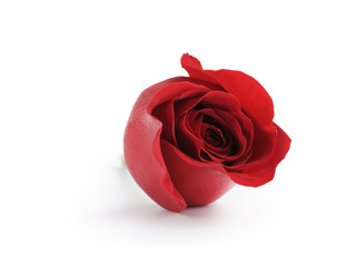 single red rose head isolated on white background