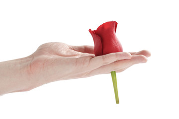 adult man hand holding red rose flower head isolated on white background