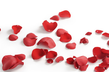 red rose petals on white background, abstract photo