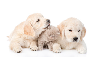 Golden retriever puppy licking a small kitten. isolated on white background