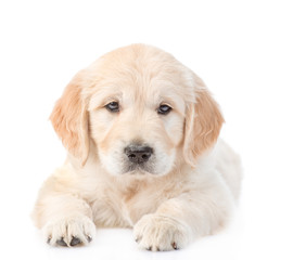 Golden Retriever puppy lying in front view. isolated on white background