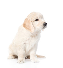 Cute golden retriever puppy looking away. isolated on white background