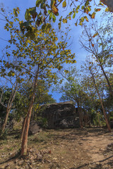 blue sky with forest