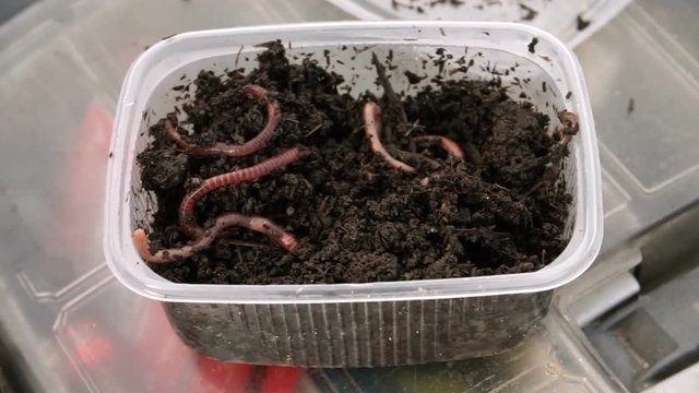 Catching fish. Earthworms in the container with the ground prepared for fishing. HD