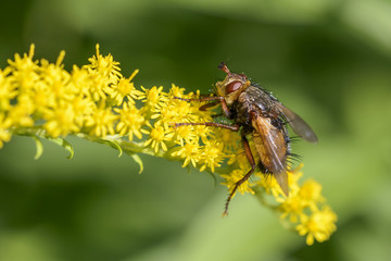 Igelfliege (Tachina fera)