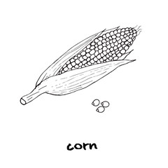 hand drawn corn. Hand drawn illustration