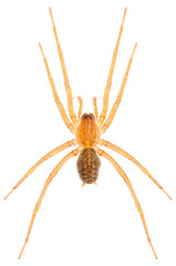 Eratigena agrestis hobo spider isolated on white background. Dorsal view of funnel web spider.