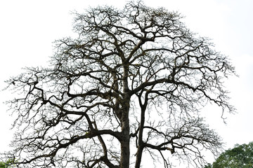 Tree branches in the white background