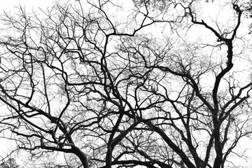 Tree branches in the white background