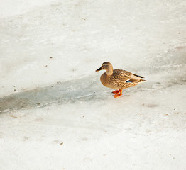 Female wild duck standing at snowy frozen lake at cold winter day; 