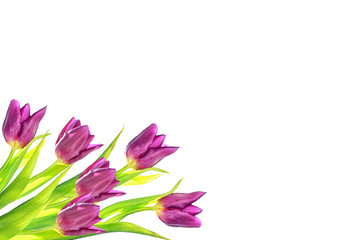 spring flowers tulips isolated on white background.