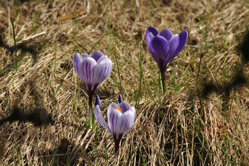 Krokus im Frühling