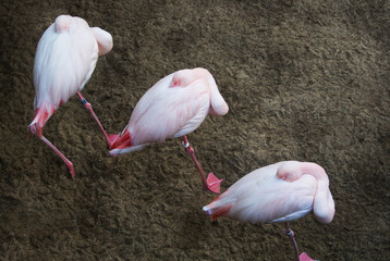 Three flamingos hiding heads under the wings, Biopark of Fuengirola, Andalusia, Spain.