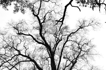 Obraz premium Tree branches in the white background