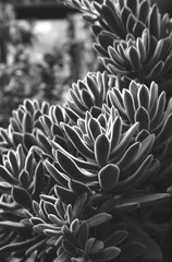 Black and white images of tropical plants