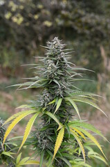 Outdoor cannabis flower