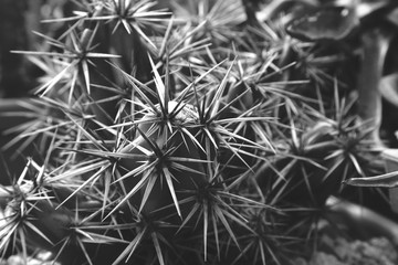 Black and white image of a cactus