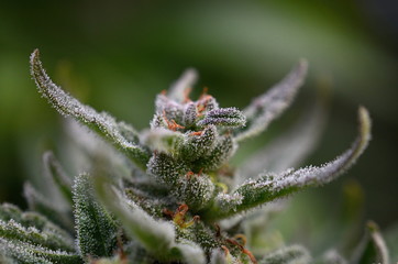 Cannabis flower