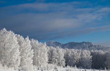 Winter landscape with forest and mountain