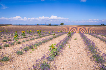 Obraz premium Lavender field in the region of Provence, southern France