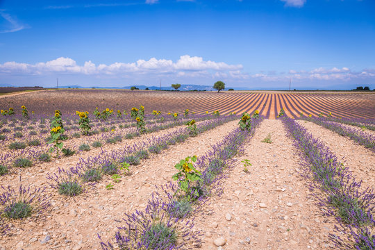 Lavender field in the region of Provence, southern France