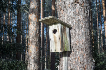 Bird house on a pine tree. Wooden aviary of timber. Nest box in the forest.