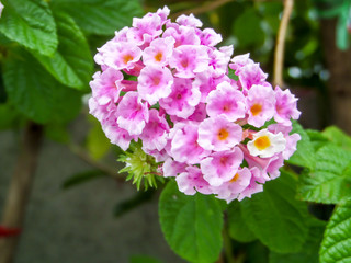 lantana white pink colorful tone beauty flower