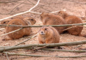Dutch wildlife on a sunny day