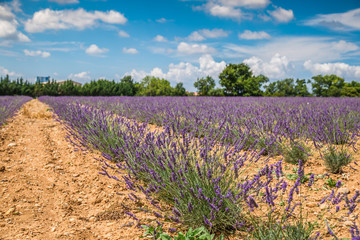 Obraz premium Lavender flower blooming scented fields in endless rows. Valensole plateau, provence, france, europe.