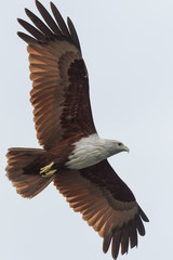 Brahminy kite