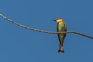 Chestnut-headed bee-eater