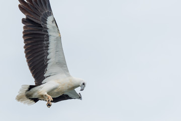 White-bellied sea-eagle