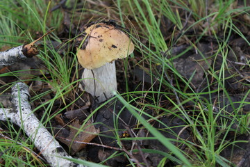 One small porcini in a summer forest 20143