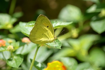 yellow butterfly