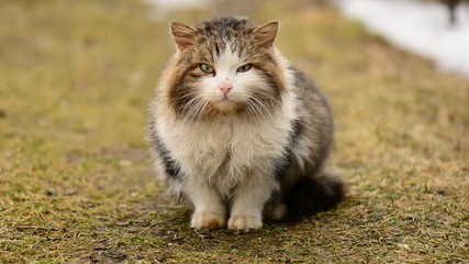 Homeless hungry cat sitting on the grass in the village. Animals.