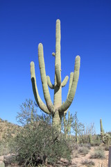 The Giant Cactus Saguaro (Carnegiea Gigantea) in The National Park, Tuscon, Arizona, North America