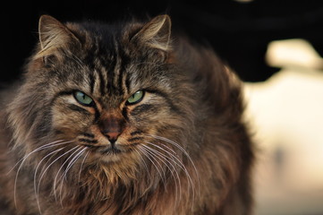 猫