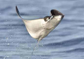 Mobula ray jumping out of the water. Mobula munkiana, known as the manta de monk, Munk's devil ray, pygmy devil ray, smoothtail mobula, is a species of ray in the family Myliobatida. Pacific ocean