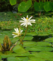 Nymphaeaceae is family of flowering plants, commonly called water lilies