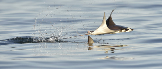Mobula ray jumping out of the water. Mobula munkiana, known as the manta de monk, Munk's devil ray,...