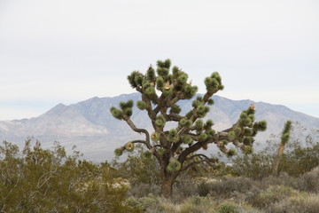Joshua Tree, Arizona, USA